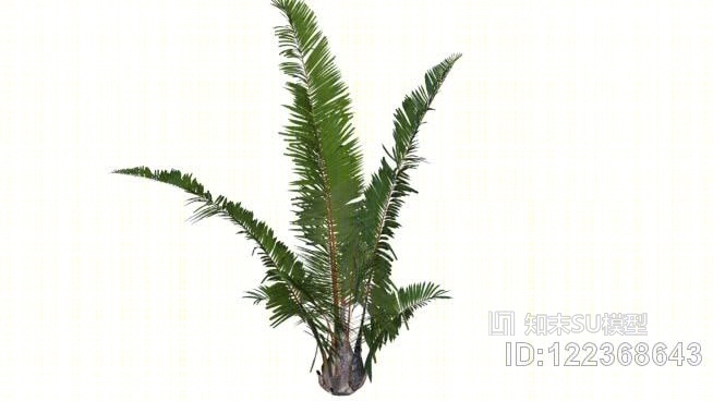棕榈树03SU模型下载【ID:122368643】