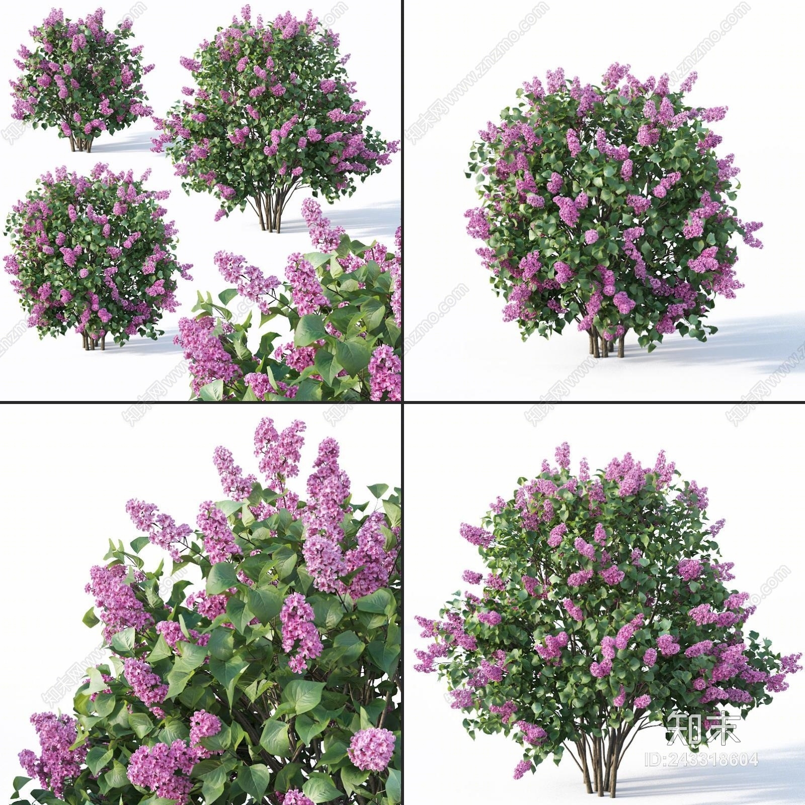 现代丁香花灌木植物3D模型下载【ID:243318604】