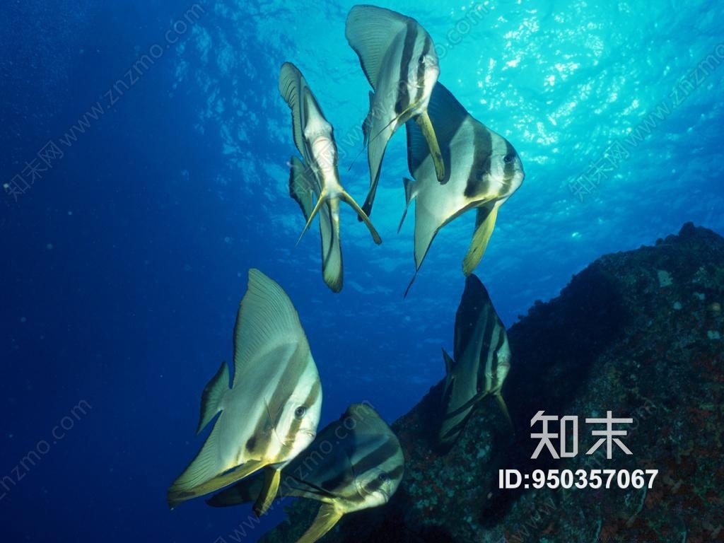鱼缸贴图贴图下载【id:950357067】