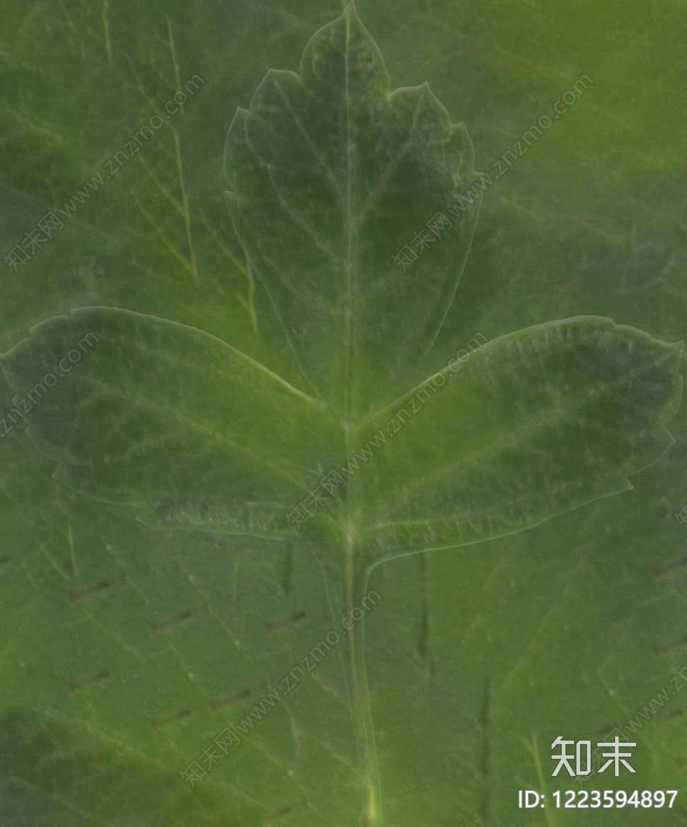 叶片纹理贴图下载【ID:1223594897】