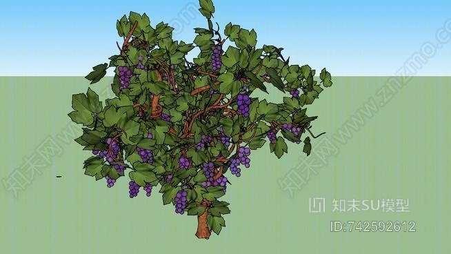 植物SU模型下载【ID:742592612】