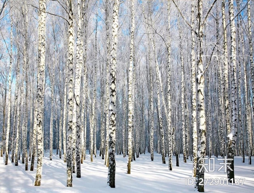 白桦林雪景贴图下载【ID:272901137】