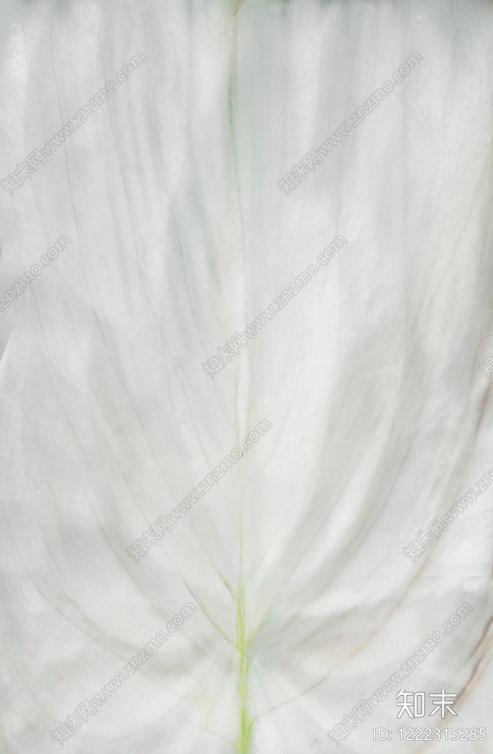 植物壁纸高清贴图材质
