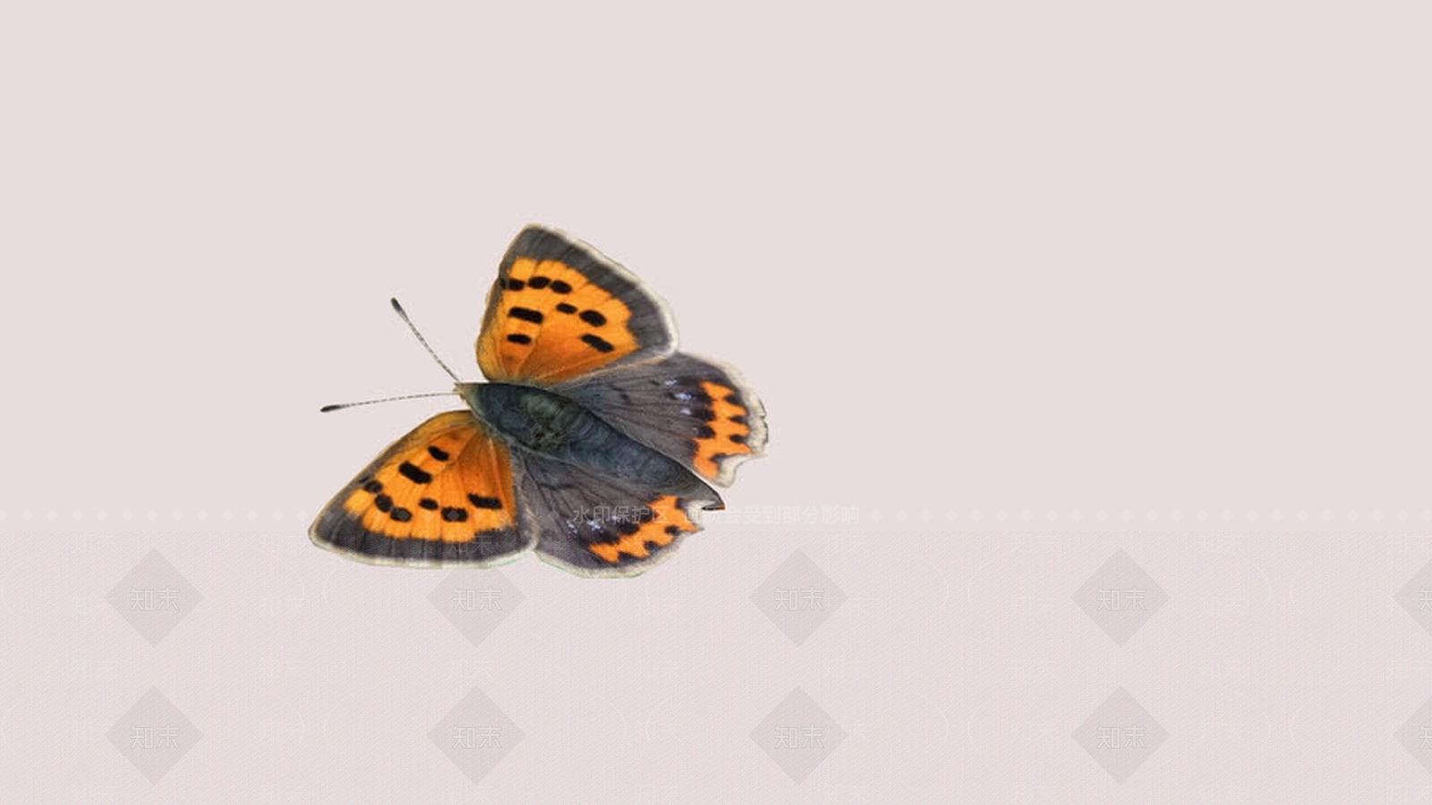 蝴蝶SU模型下载【ID:1162968196】