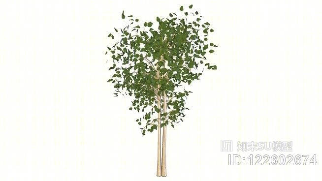 白杨树的三维双trunksSU模型下载【ID:122602674】