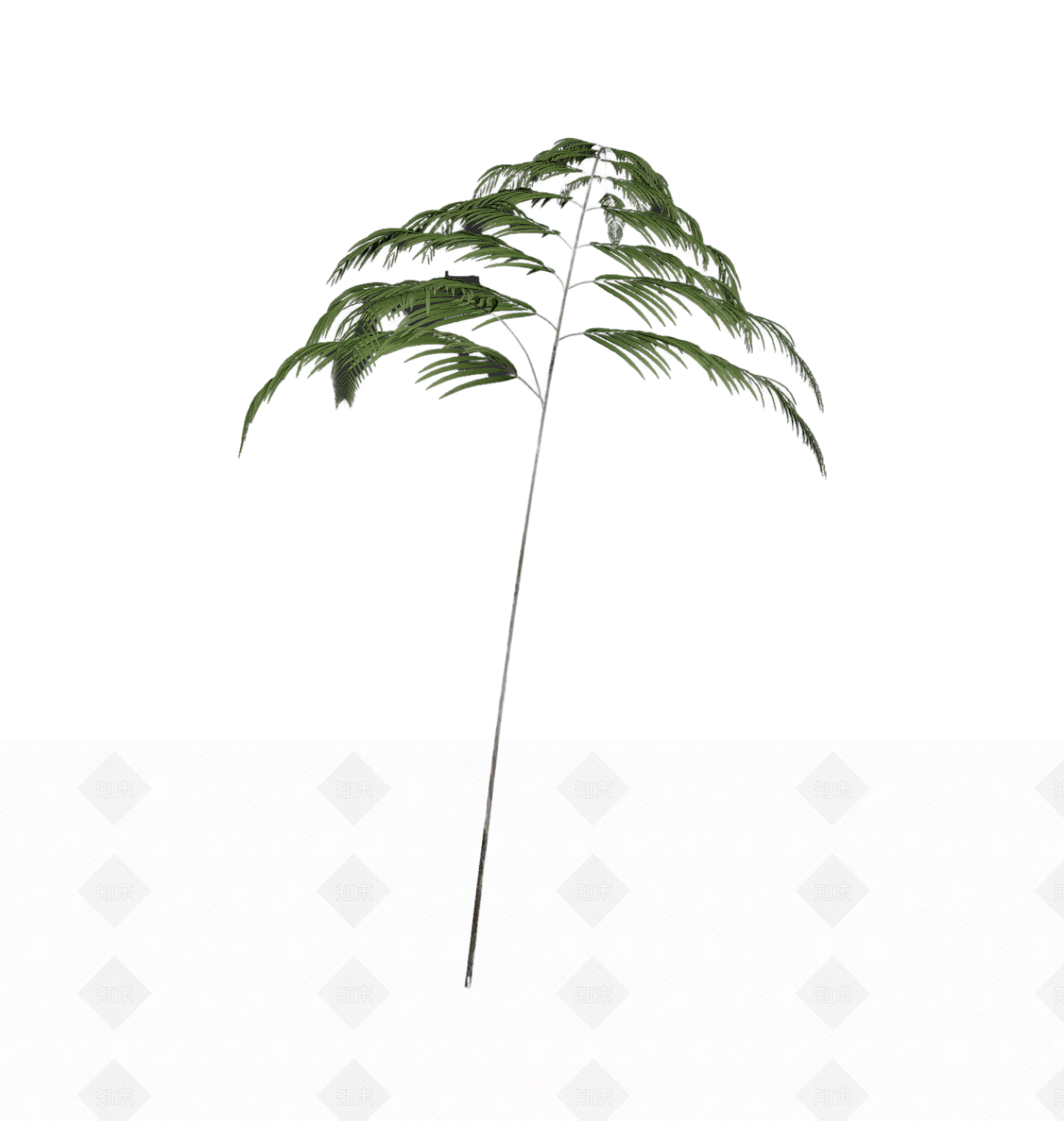 绿色蕨类植物模型3D模型下载【ID:1206194573】