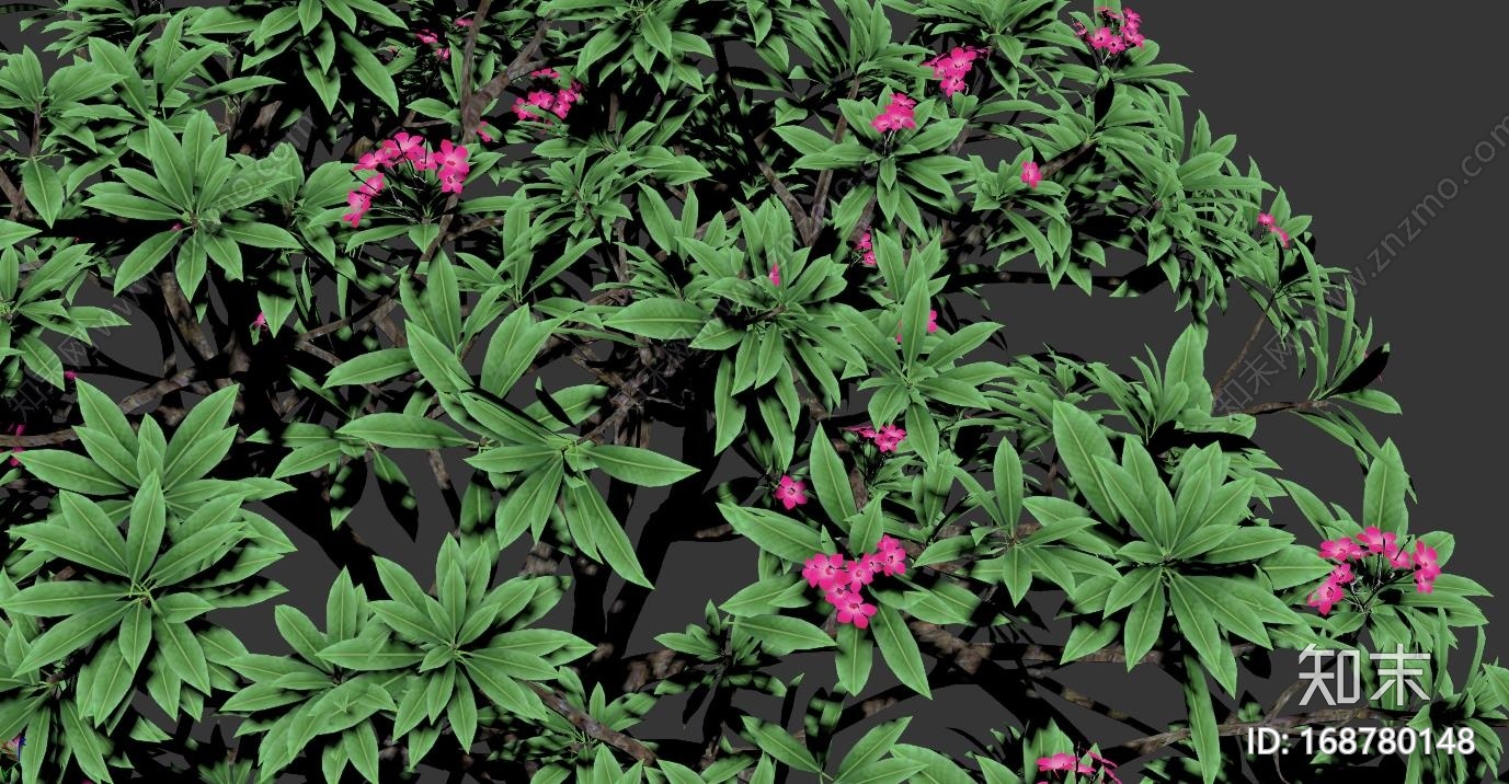 一颗很棒的鸡蛋花树CG模型下载【ID:168780148】