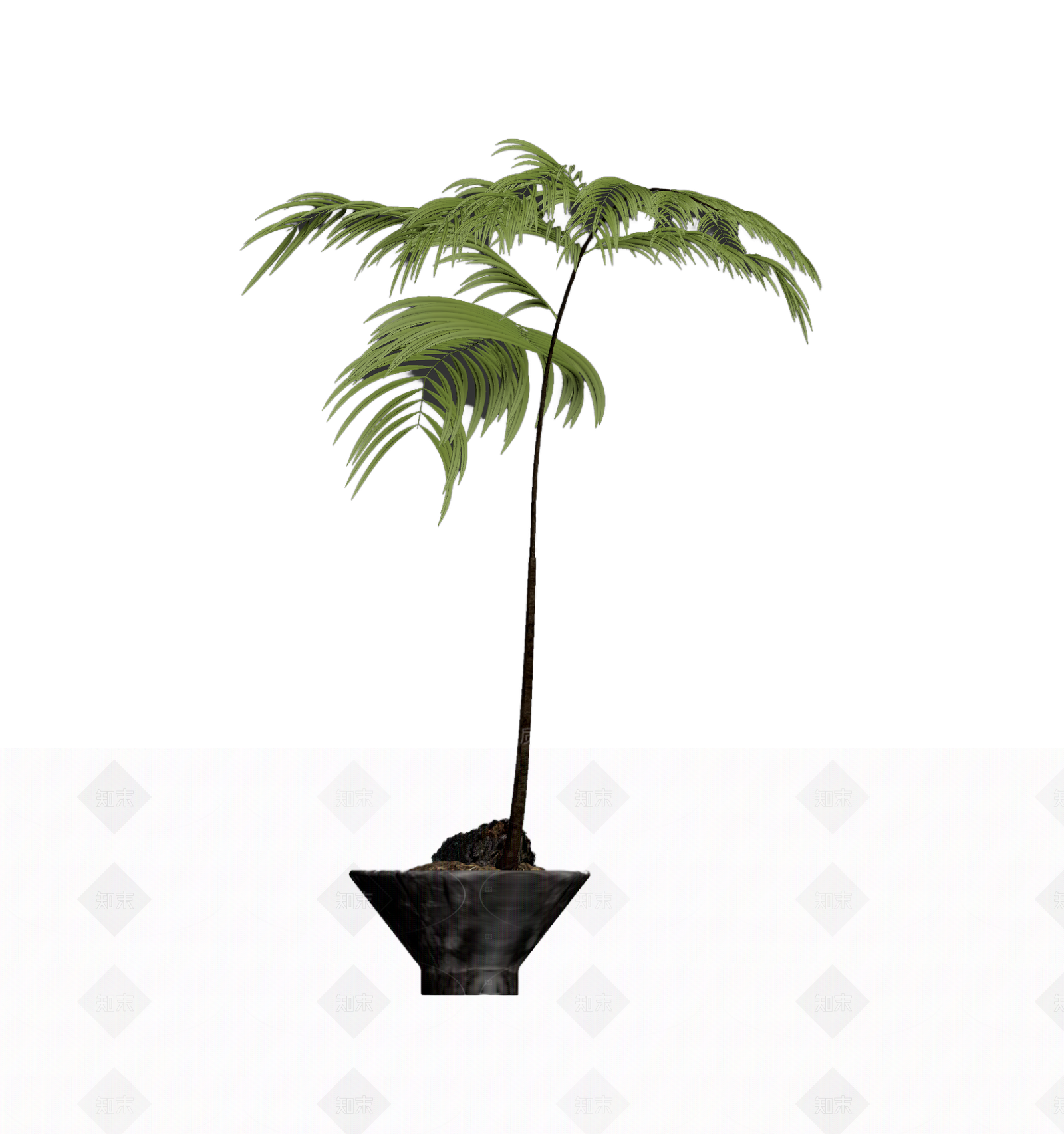 带盆蕨类盆栽3D模型下载【ID:1206201684】