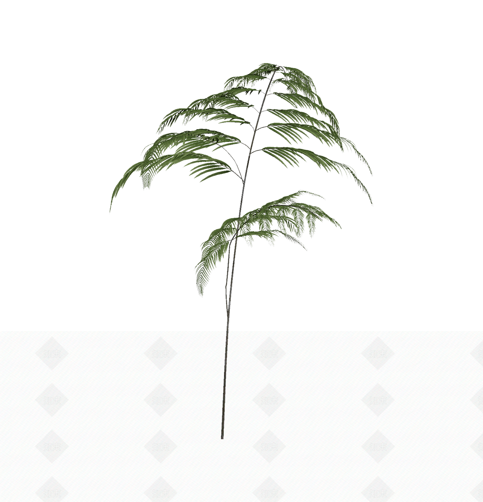 绿色蕨类植物模型3D模型下载【ID:1206188931】