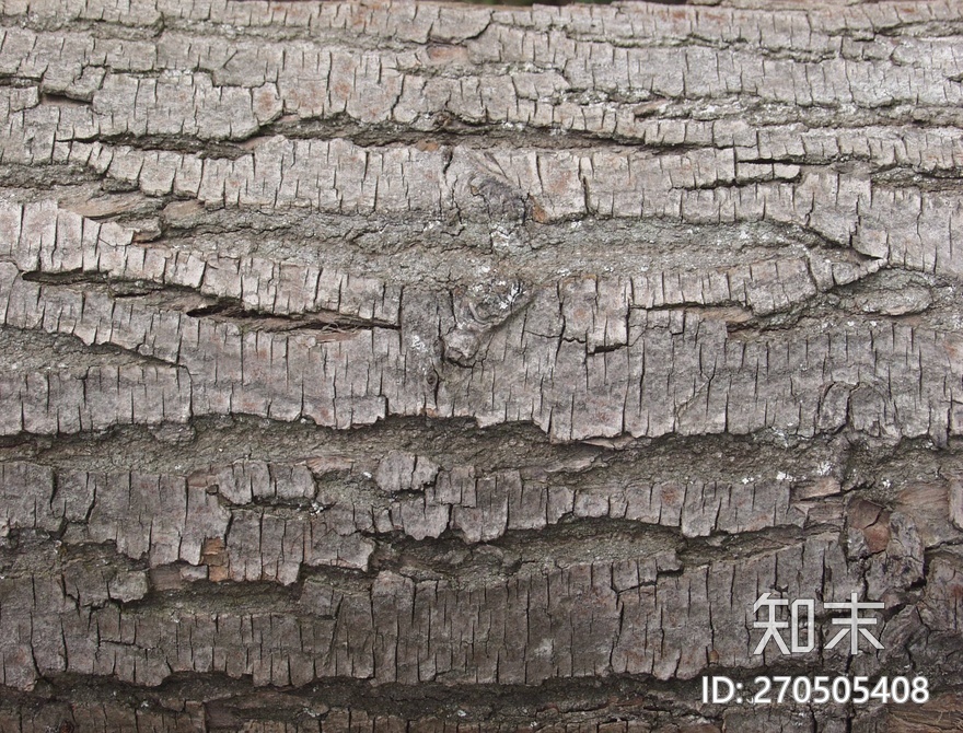 松树木纹贴图下载【ID:270505408】
