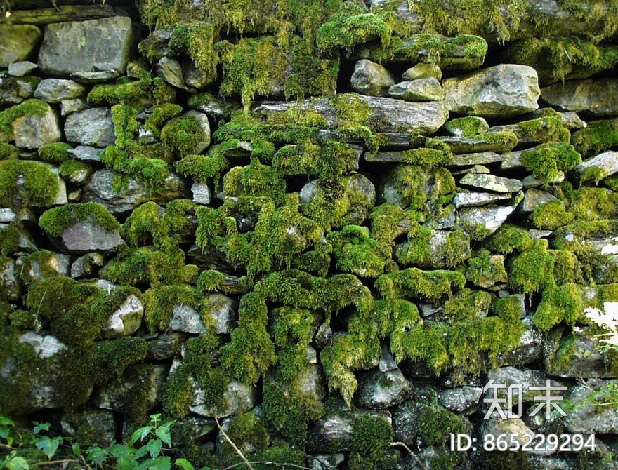 苔藓贴图下载【ID:865229294】
