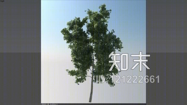 25枫树SU模型下载【ID:121222661】