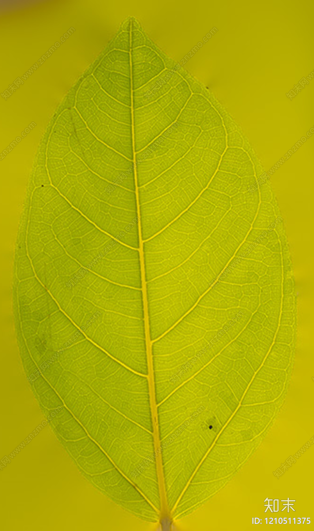 叶片纹理贴图下载【ID:1210511375】