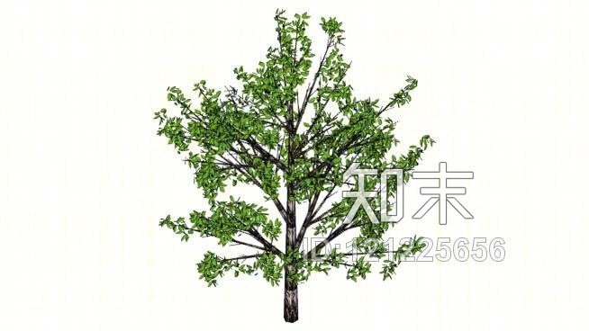 樱桃树SU模型下载【ID:121225656】