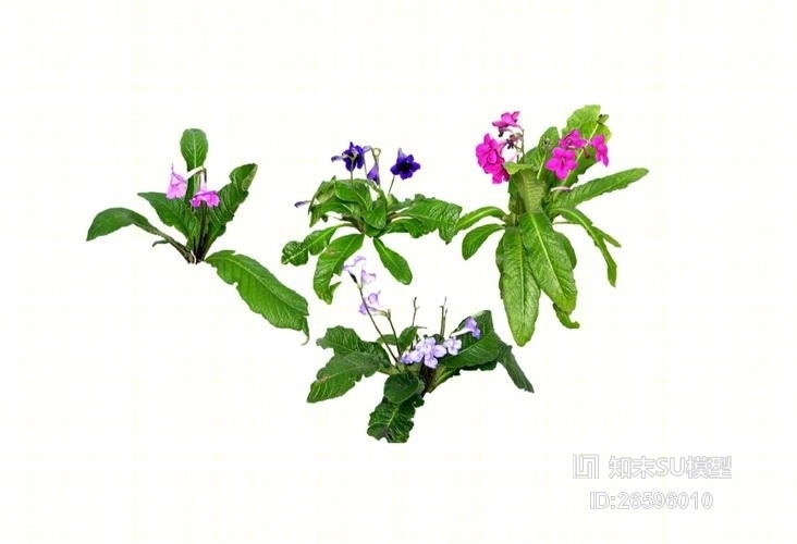2D灌木SU模型下载【ID:26596010】