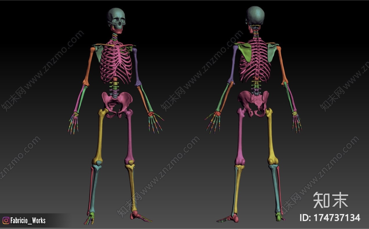 基础网格-人体骨架CG模型下载【ID:174737134】