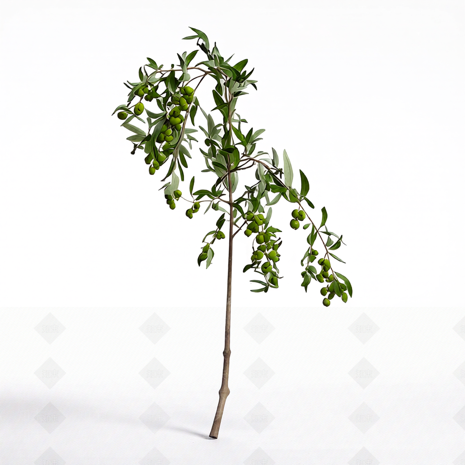 橄榄枝植物模型3D模型下载【ID:1206194137】