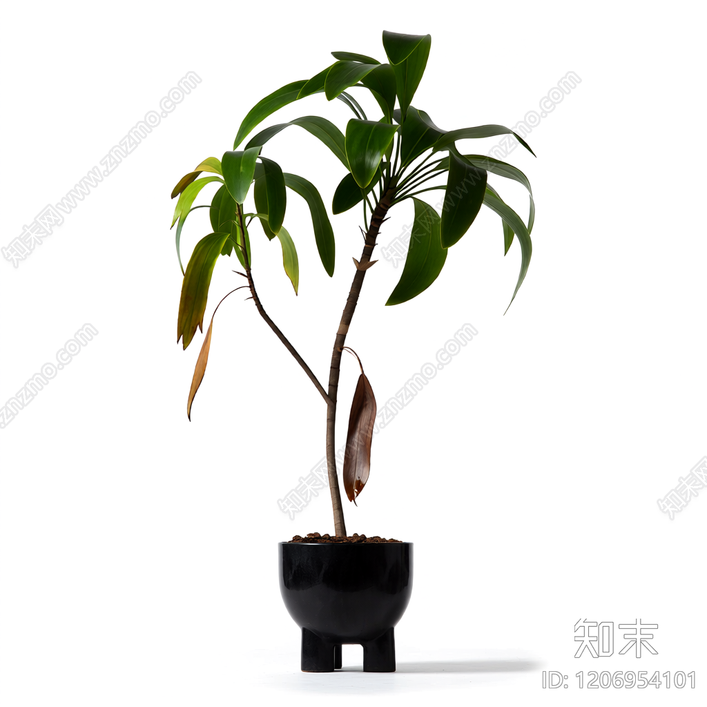 盆栽植物带花盆3D模型下载【ID:1206954101】