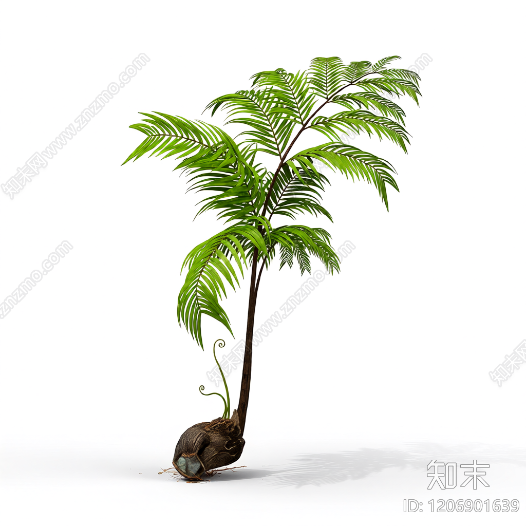 带盆蕨类植物模型3D模型下载【ID:1206901639】