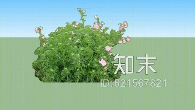 锦葵属植物SU模型下载【ID:621567821】