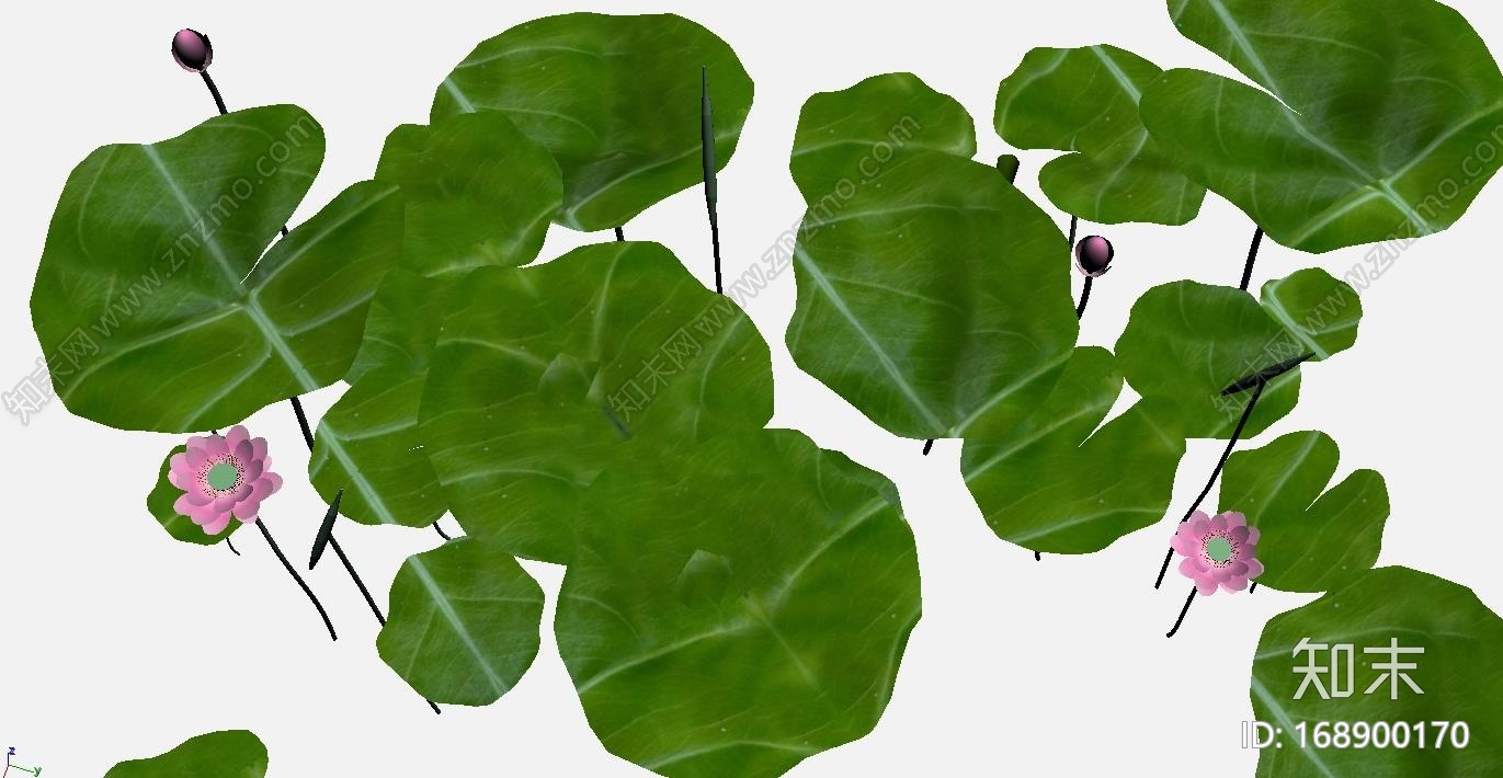 荷塘荷花美不胜收CG模型下载【ID:168900170】