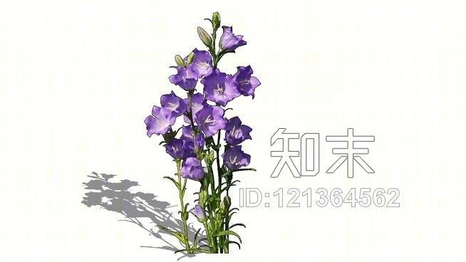 风铃草SU模型下载【ID:121364562】