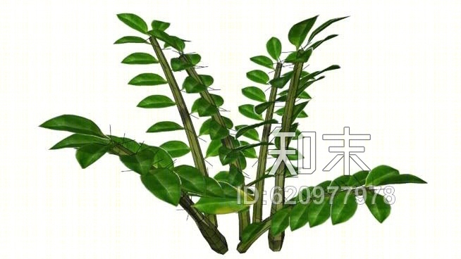 金钱树SU模型下载【ID:620977978】