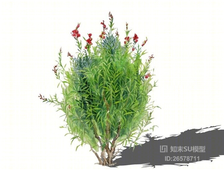 2D水彩风格夹竹桃SU模型下载【ID:26578711】