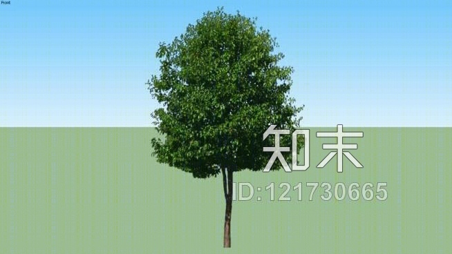 行道树SU模型下载【ID:121730665】
