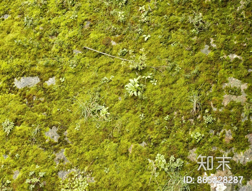 苔藓贴图下载【ID:865228287】