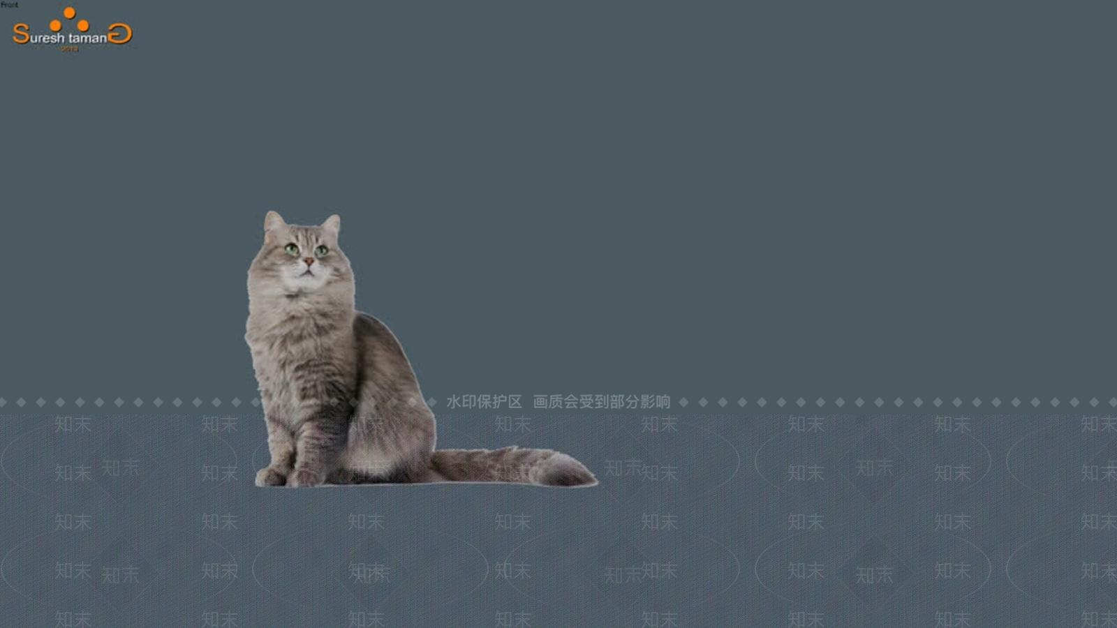 动物,猫SU模型下载【ID:1162358582】