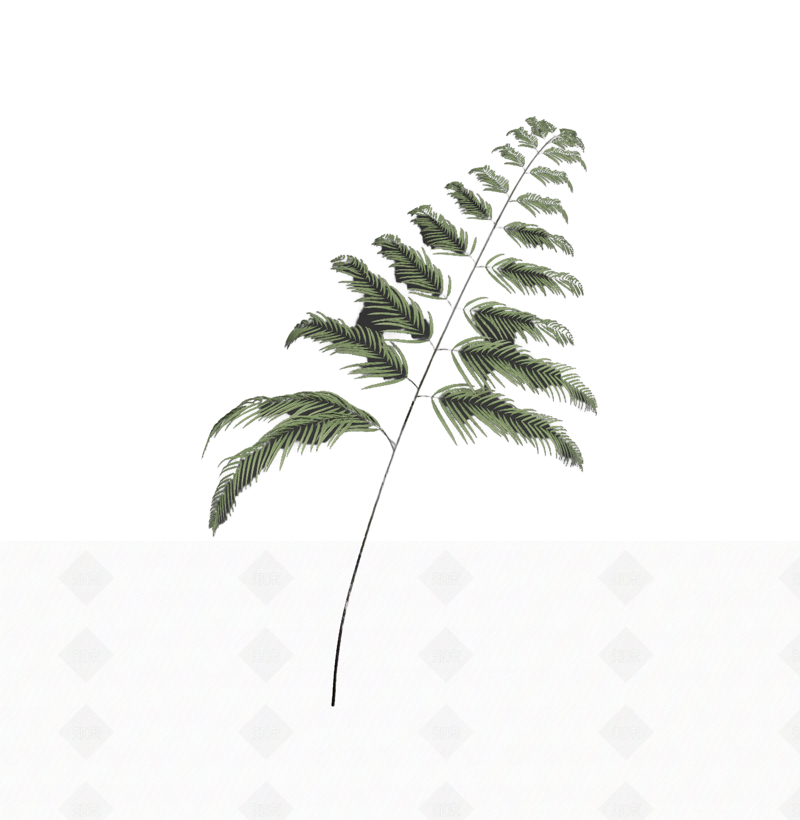 绿色蕨类植物模型3D模型下载【ID:1206190015】