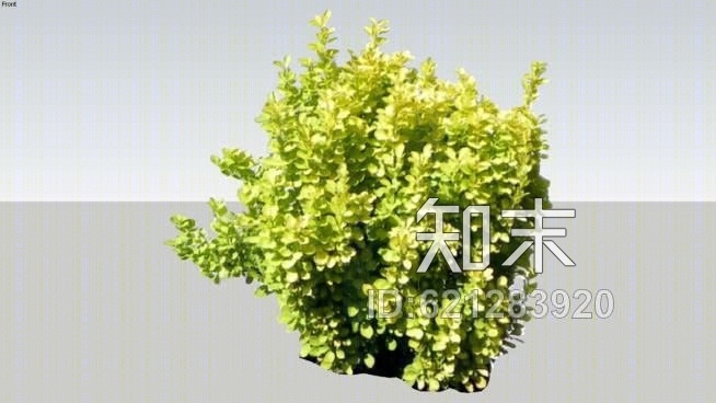 barberrySU模型下载【ID:621283920】