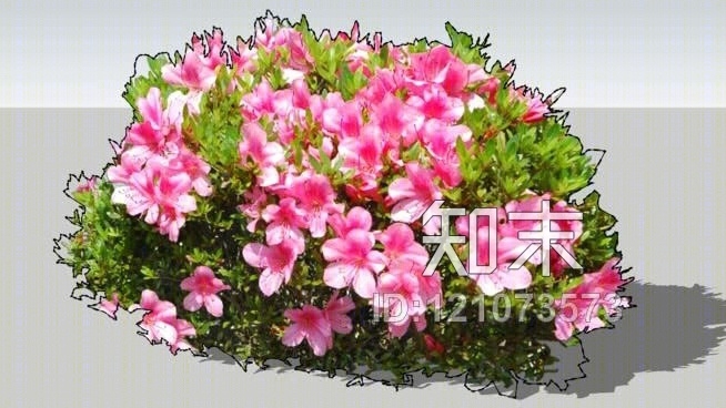 花蕾SU模型下载【ID:121073573】