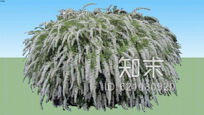 绣线菊的“X”grefsheim孢SU模型下载【ID:621080920】