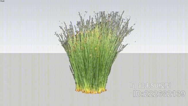 卡曼灯心草SU模型下载【ID:222682139】