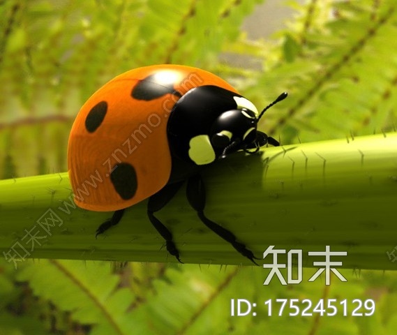 七星瓢虫CG模型下载【ID:175245129】