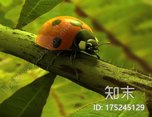 七星瓢虫CG模型下载【ID:175245129】