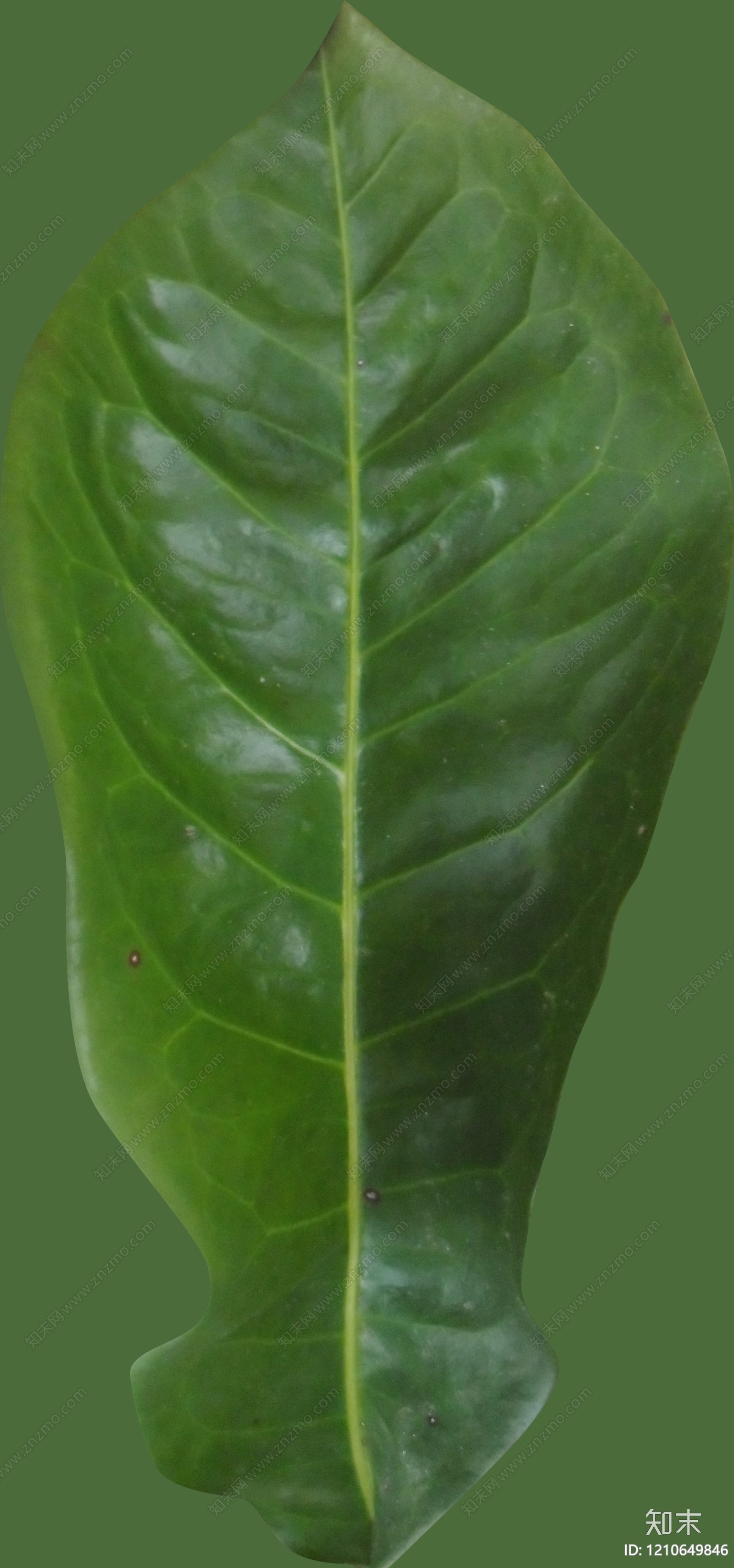 叶片纹理贴图下载【ID:1210649846】