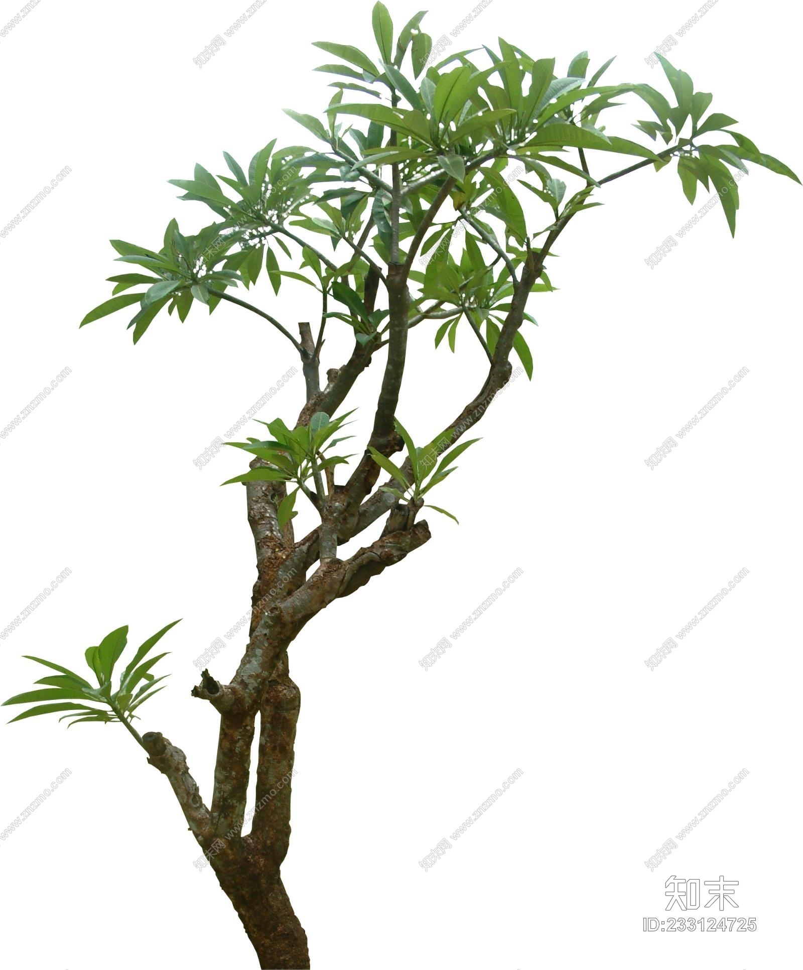 植物贴图下载【ID:233124725】