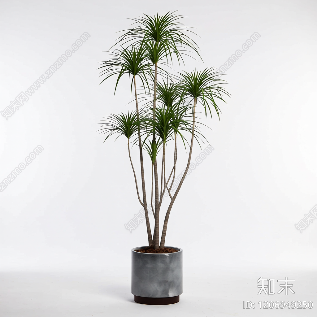 盆栽龙血树装饰3D模型下载【ID:1206949250】