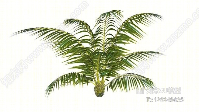 棕榈树SU模型下载【ID:126348665】
