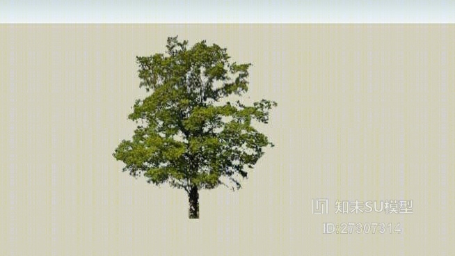 改性透明树（MattDiMeo）SU模型下载【ID:27307314】
