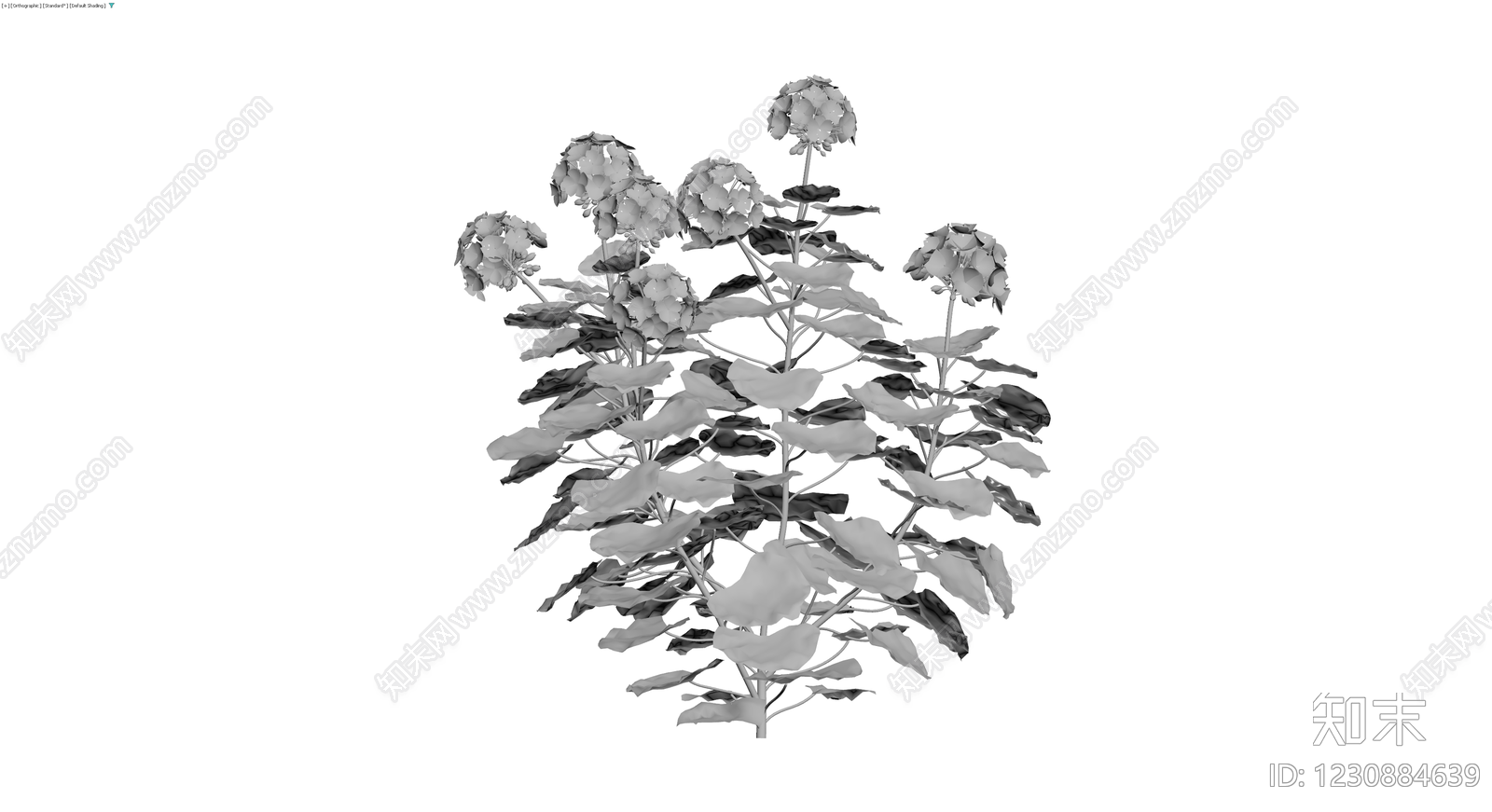 灰模绣球花灌木植物3D模型下载【ID:1230884639】