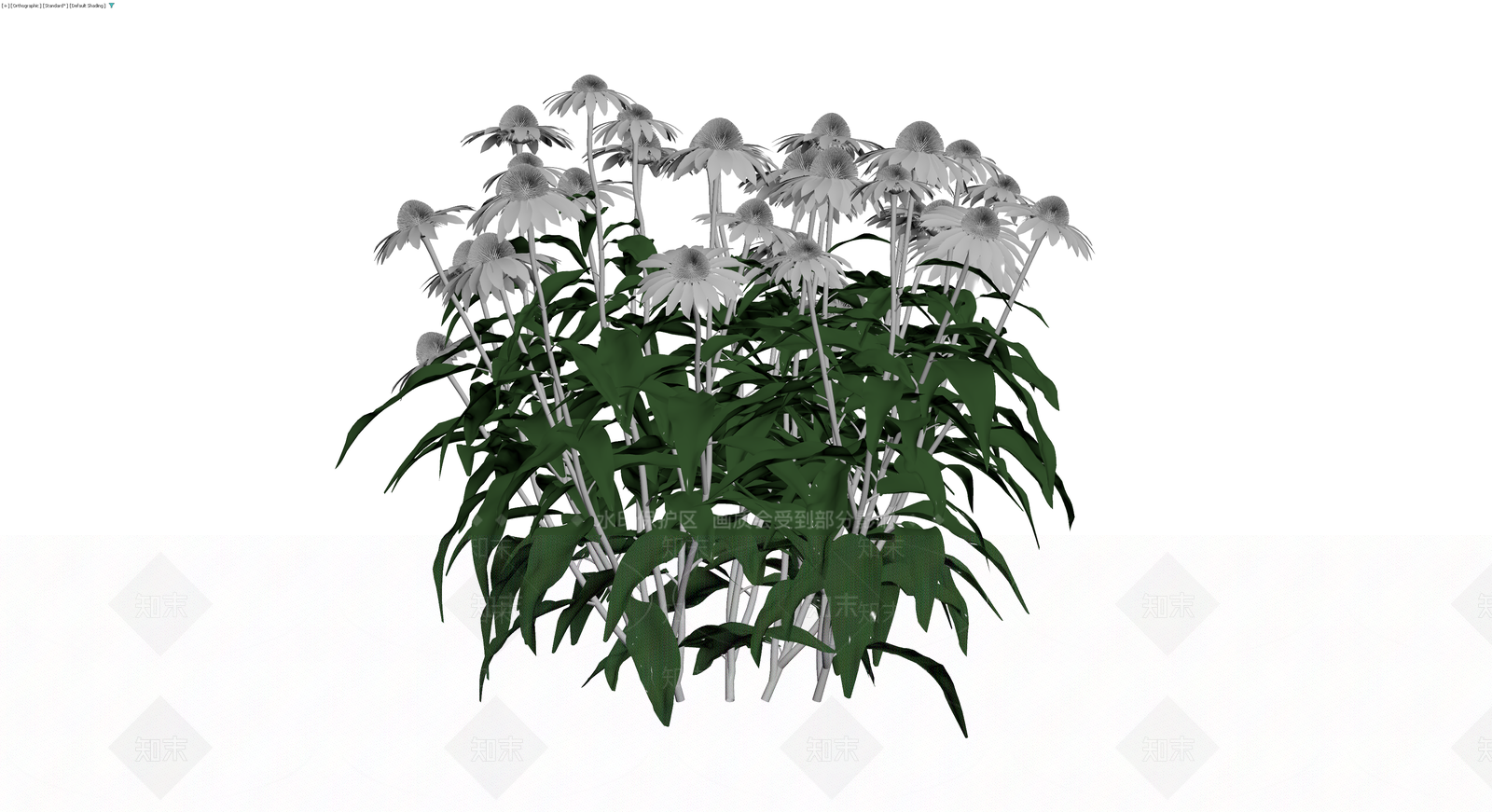 白色松果菊植物丛3D模型下载【ID:1230675490】