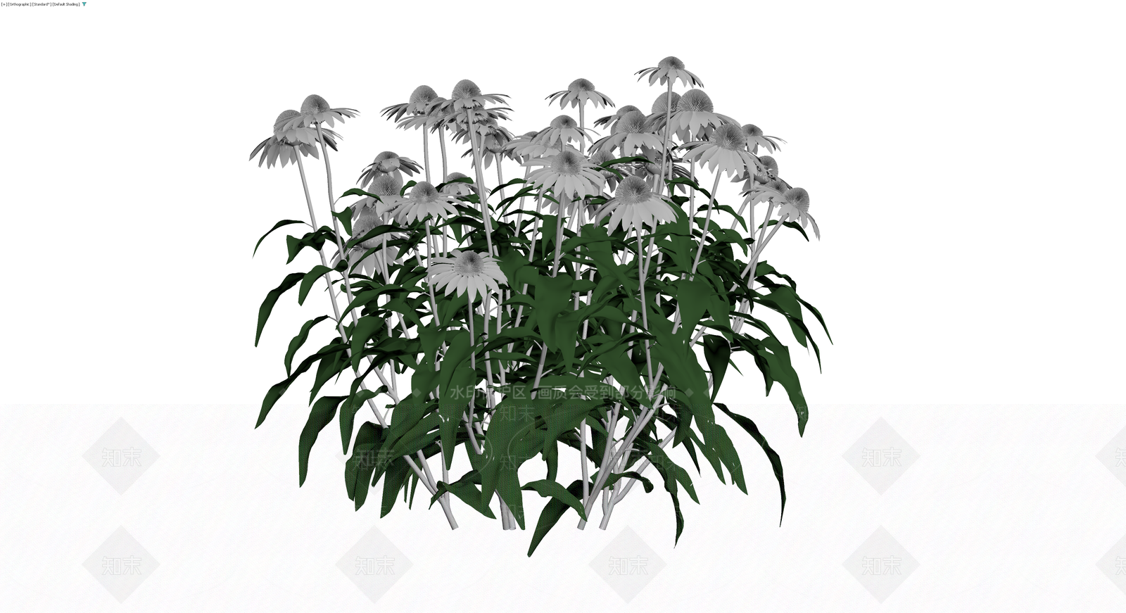白色松果菊植物丛3D模型下载【ID:1230675490】