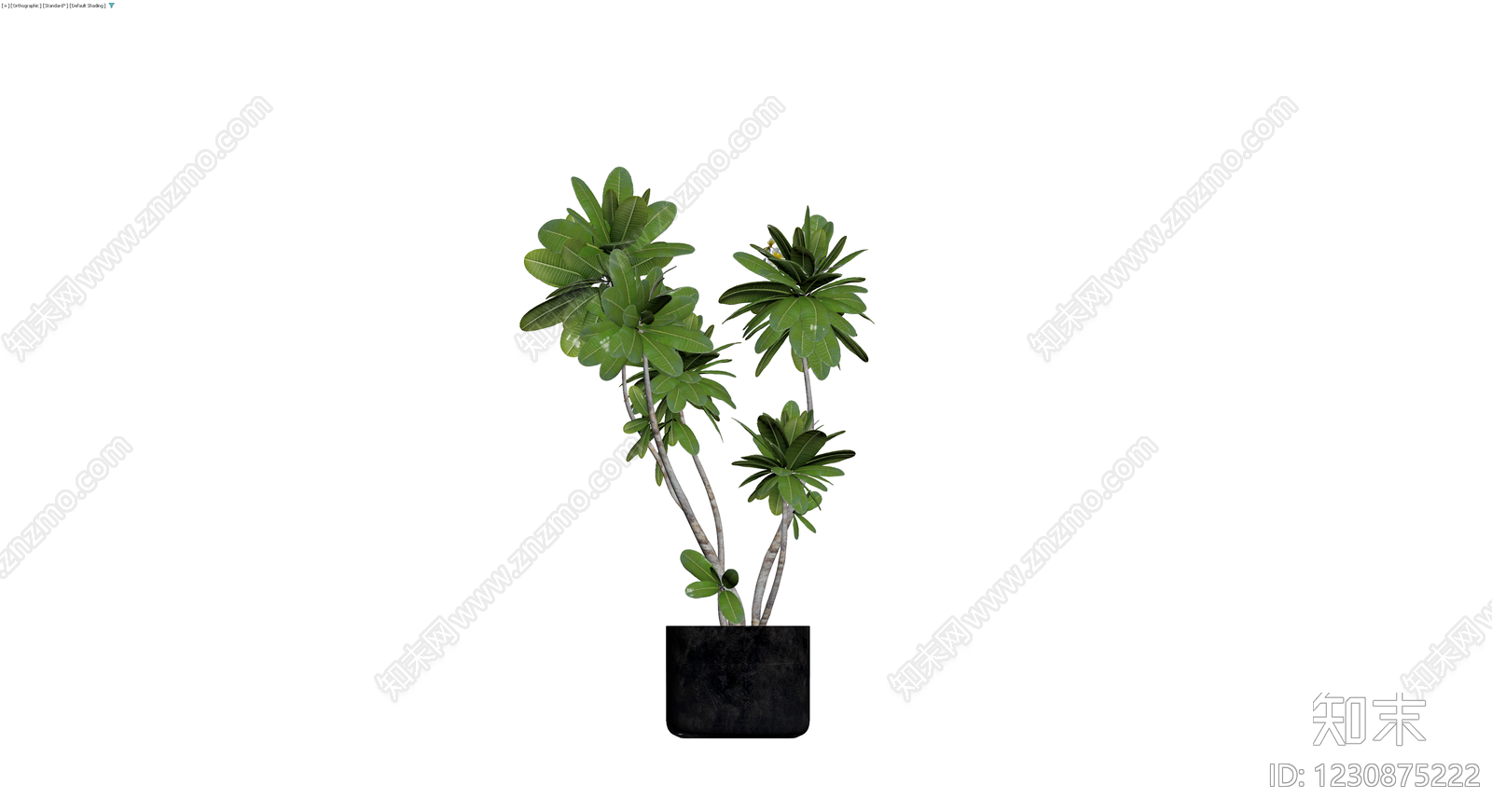 盆栽鸡蛋花植物3D模型下载【ID:1230875222】