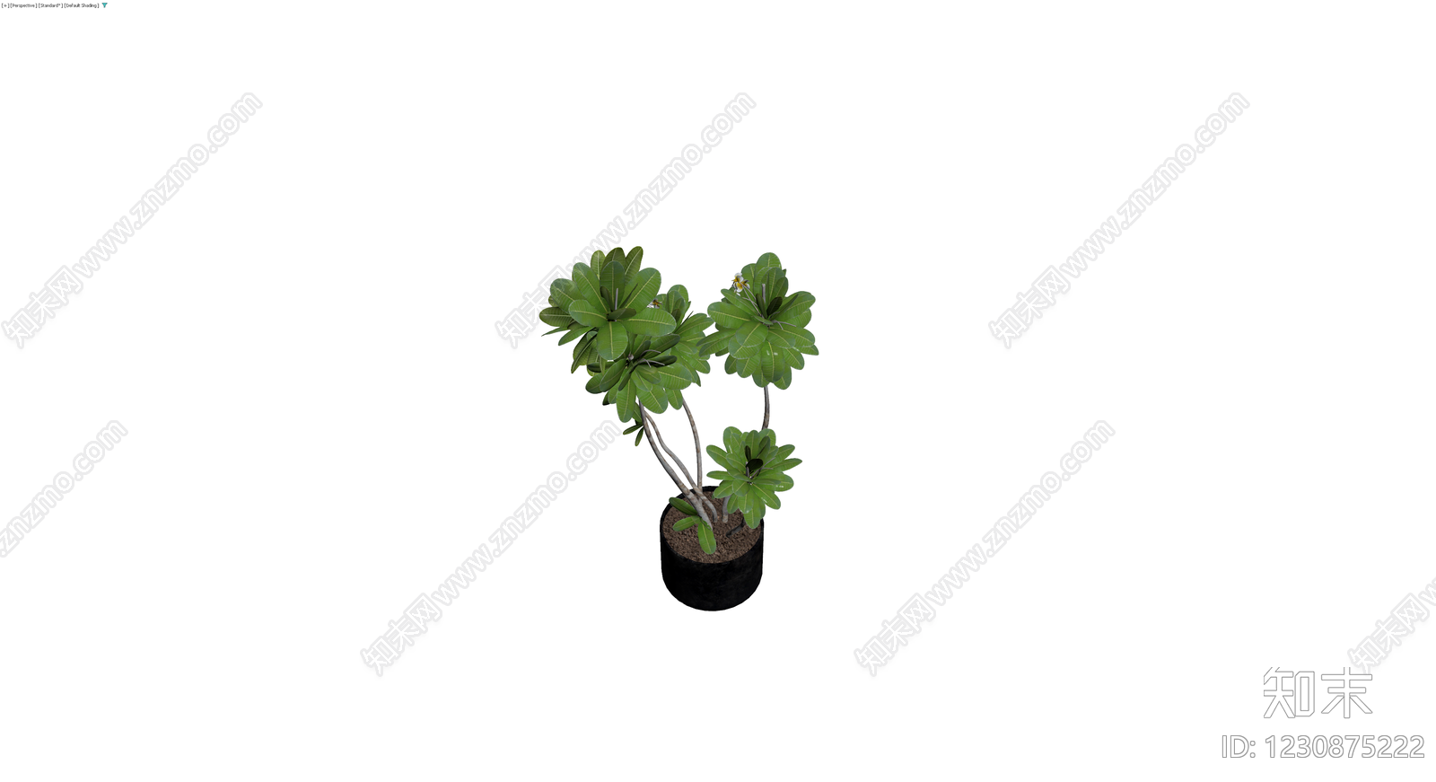 盆栽鸡蛋花植物3D模型下载【ID:1230875222】