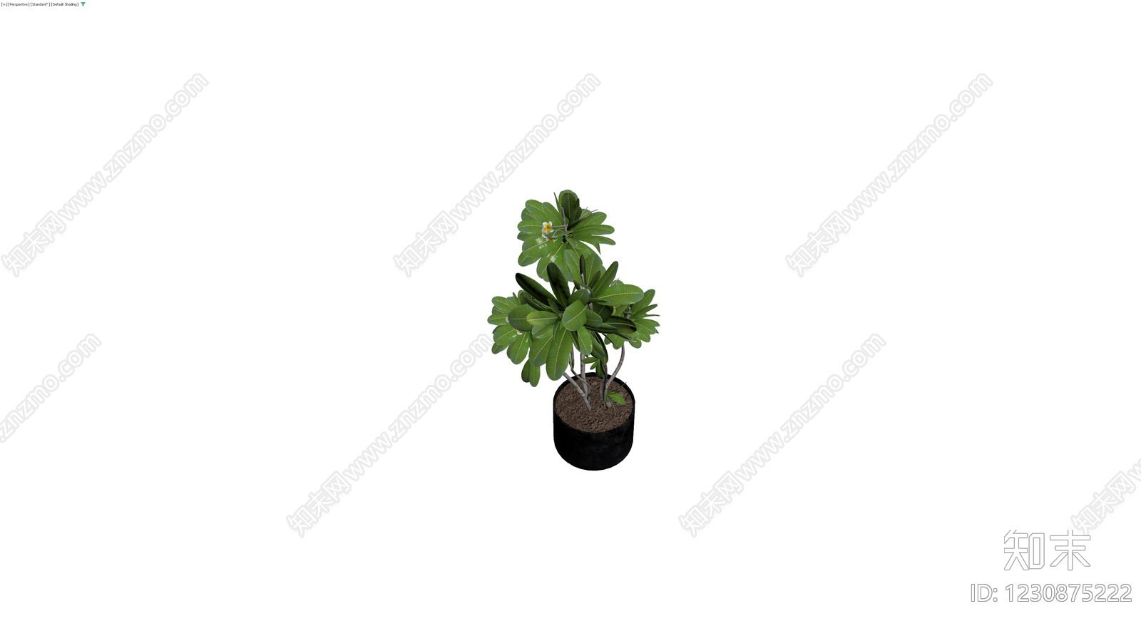 盆栽鸡蛋花植物3D模型下载【ID:1230875222】