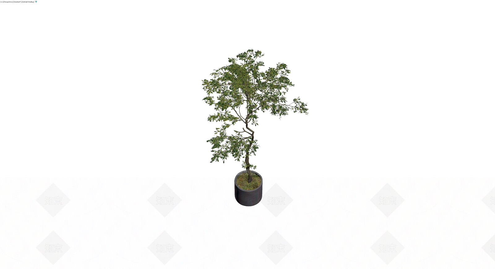 盆栽绿植带盆3D模型下载【ID:1230586200】